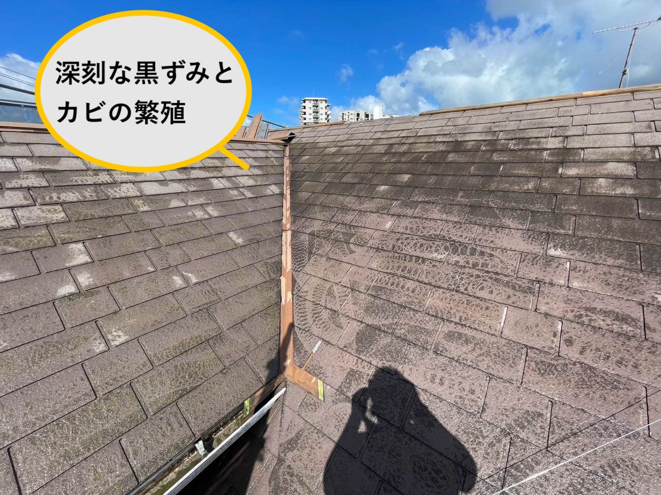 カビの繁殖が広範囲に進行