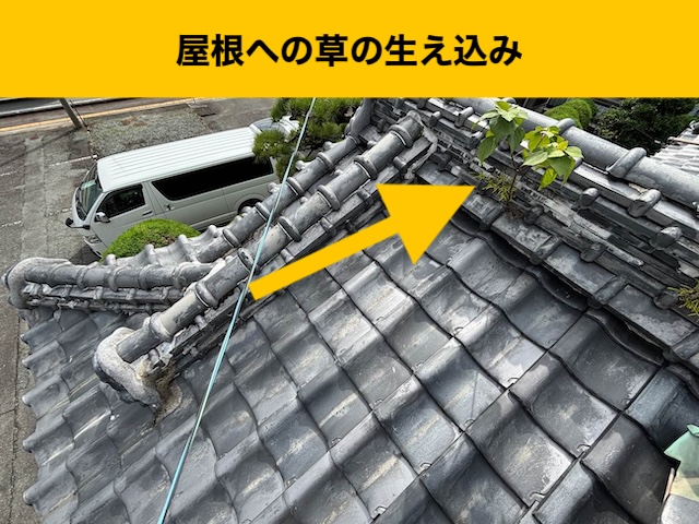 屋根の草