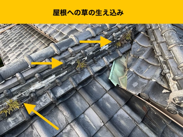 屋根の草