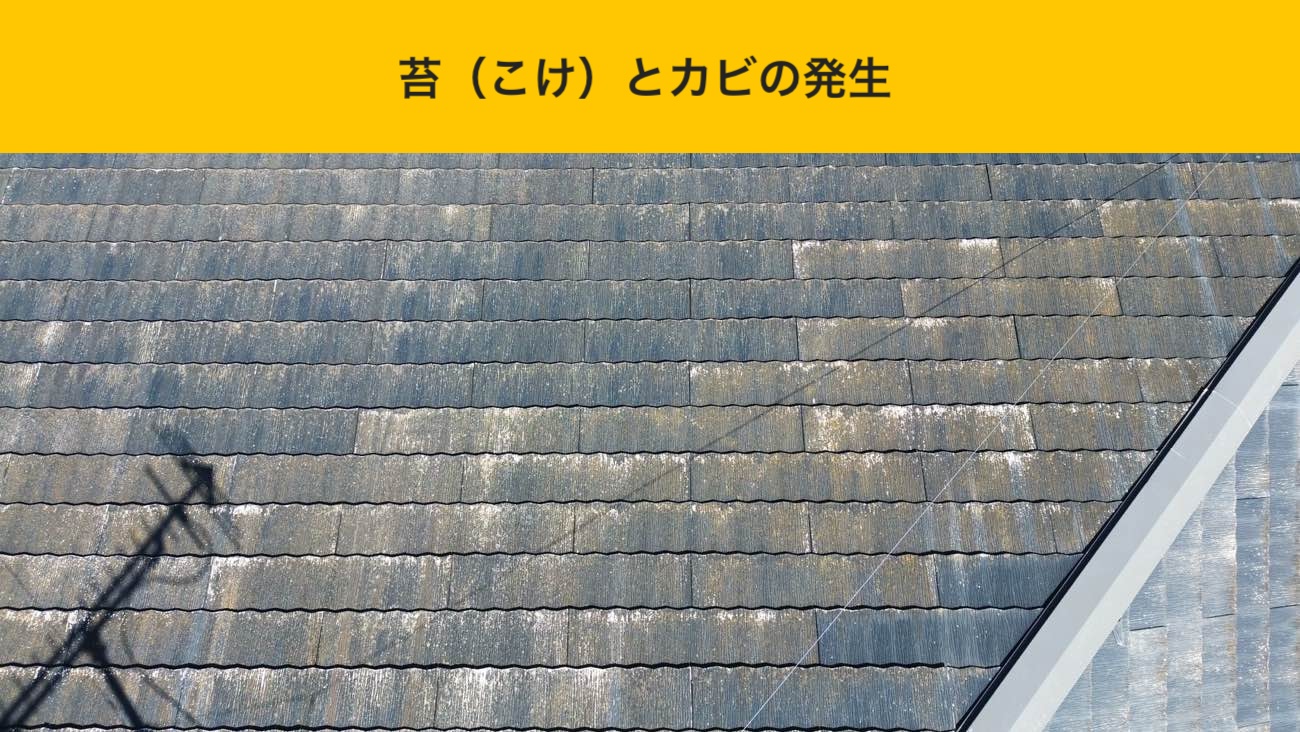 苔（こけ）とカビの発生状況