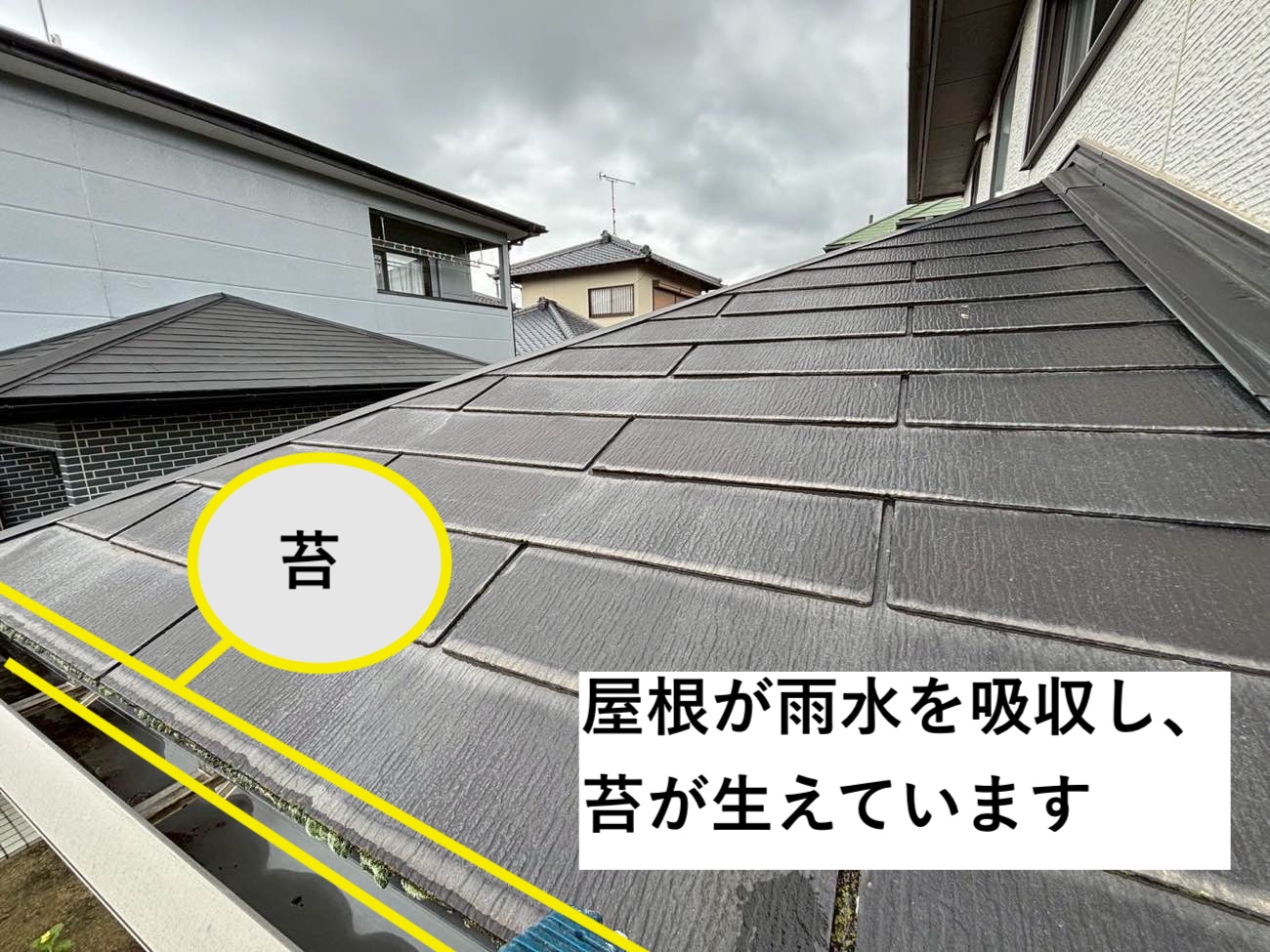 屋根、苔の発生