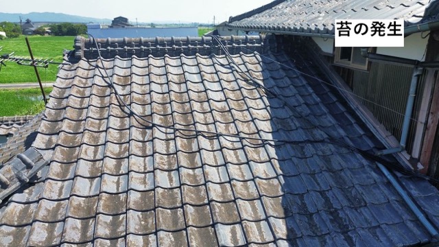 太宰府市の雨漏り調査、苔の発生