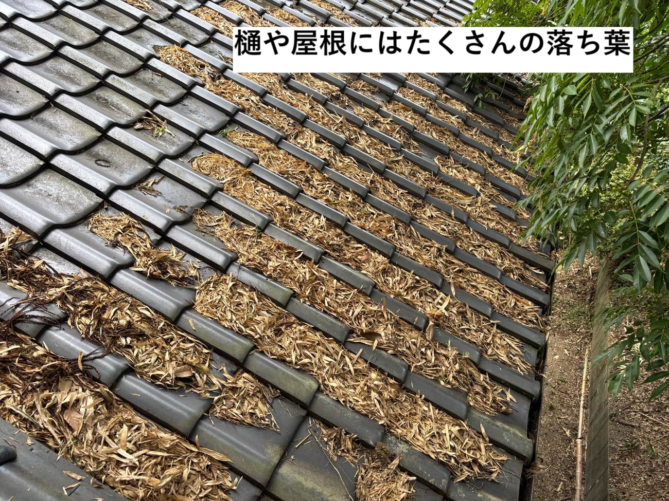 屋根に積もった落ち葉の状況