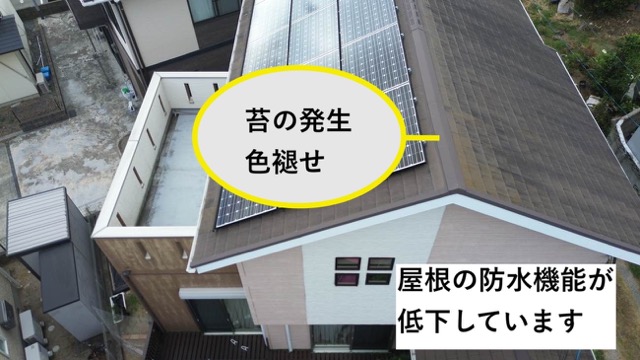 屋根に発生した苔