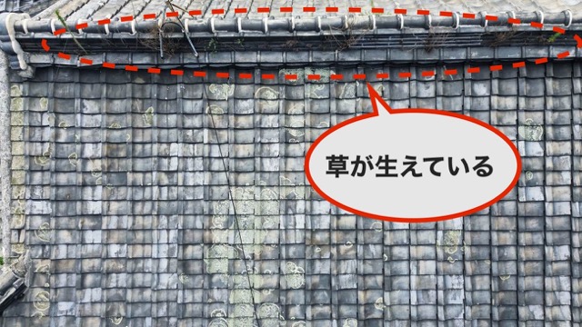 筑紫野市の屋根調査、屋根に草が生えている