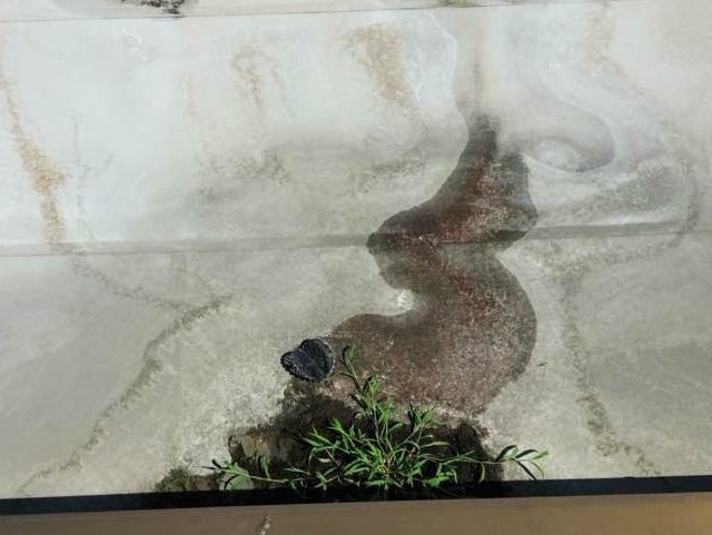 太宰府市で雑草が生えた陸屋根