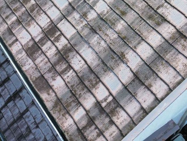 久留米市のスレートに付着した苔とカビ