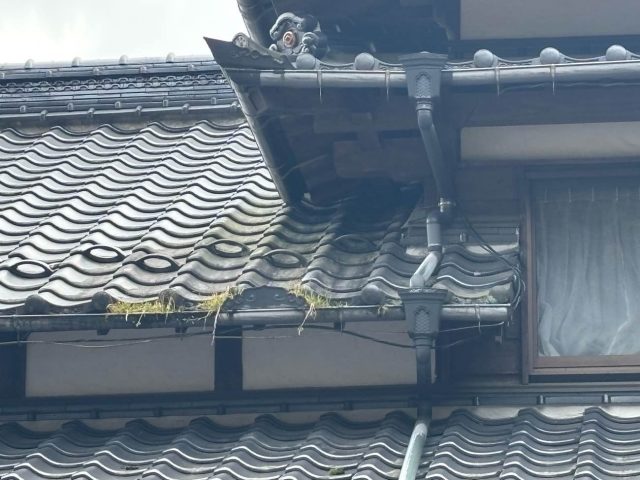 筑紫野市で雨樋の劣化・破損を調査｜歪みや草の繁殖による排水トラブルの恐れ