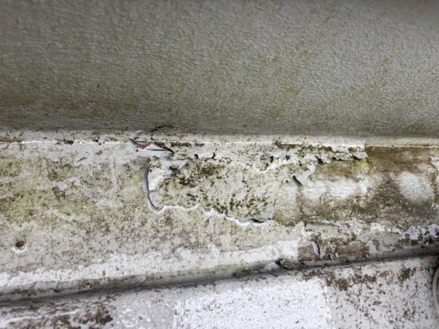 筑紫野市でベランダの苔を確認