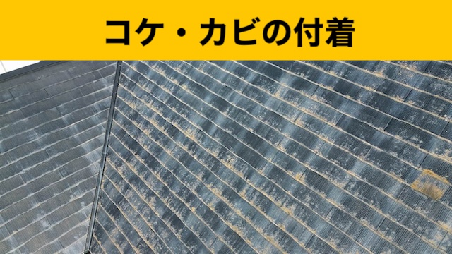 屋根の苔・カビの繁殖