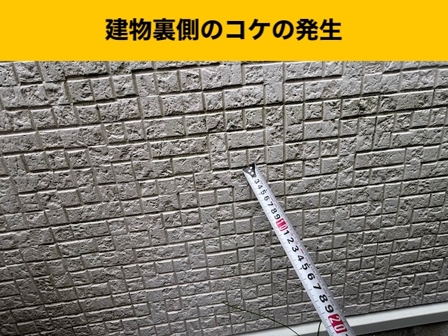 外壁の苔