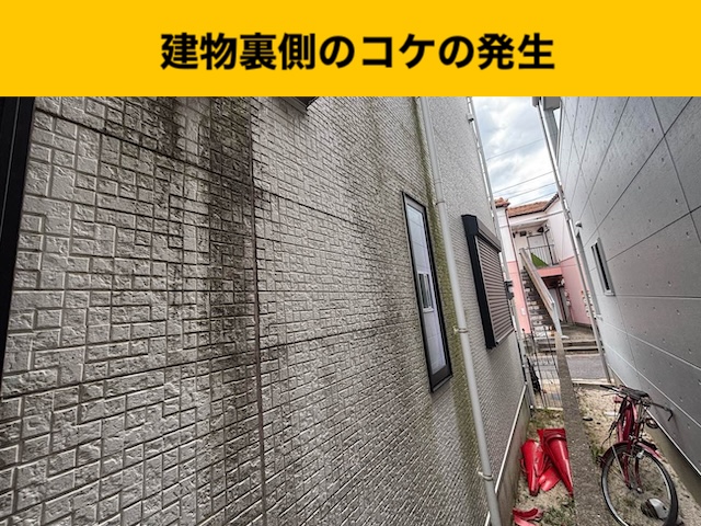 外壁の苔