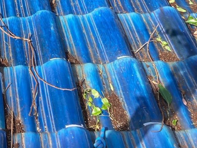 小郡市で瓦屋根に生えた雑草