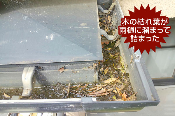木の枯れ葉が雨樋に溜まって詰まった