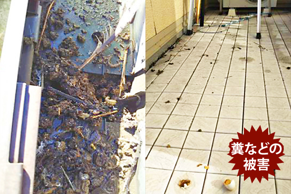 糞などの被害